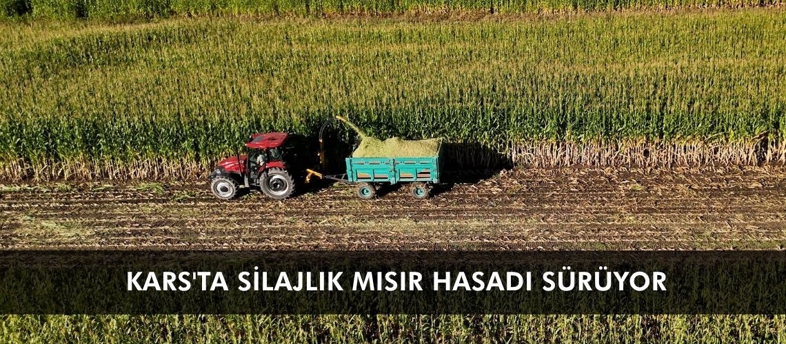 Kars'ta silajlık mısır hasadı sürüyor