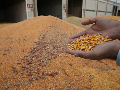 Mardin'de mısır hasadında 