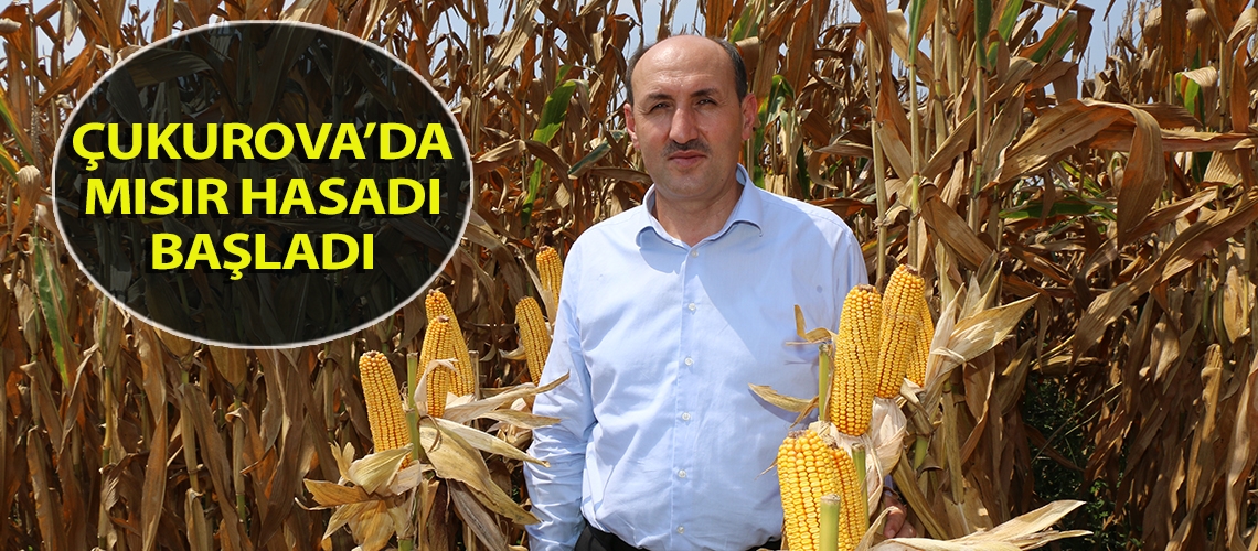 Çukurova’da mısır hasadı başladı