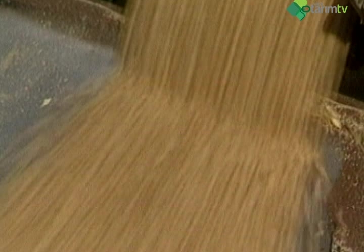 Mısır Tarımında Dikkat Edilecek Hususlar