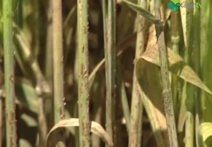 Mısır ve Hububatta Biyolojik Mücadele Uygulamaları