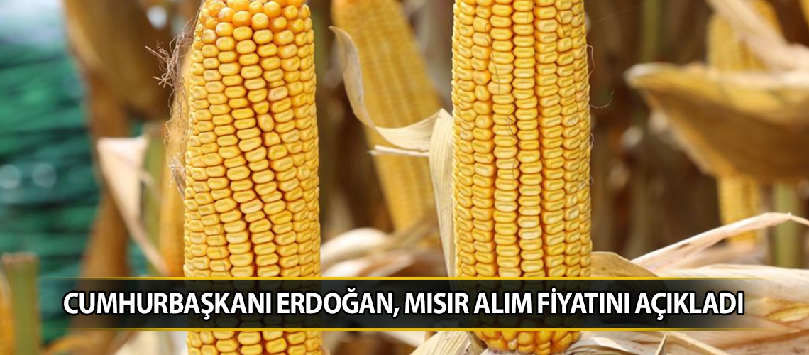 Cumhurbaşkanı Erdoğan, mısır alım fiyatını açıkladı