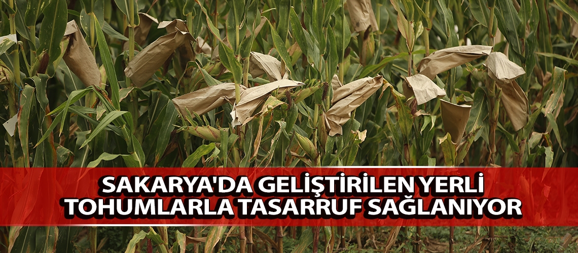 Sakarya'da geliştirilen yerli tohumlarla tasarruf sağlanıyor