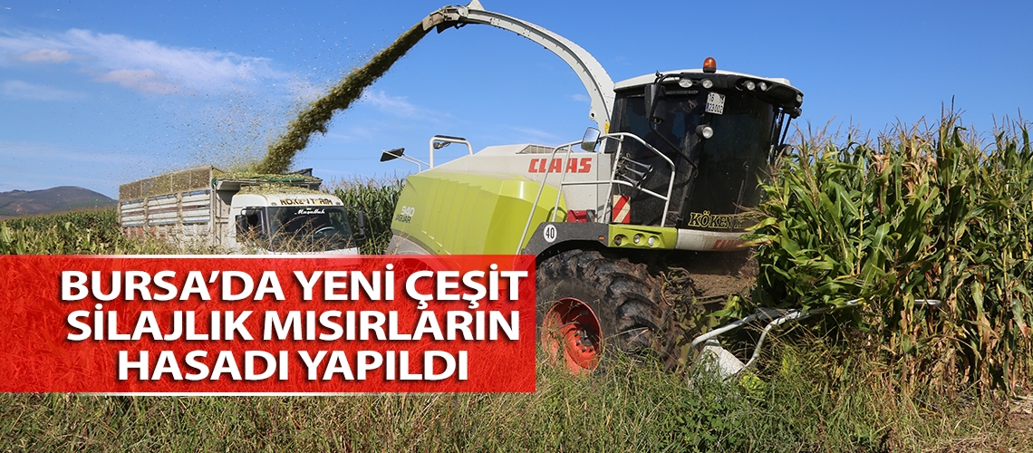 Bursa’da yeni çeşit silajlık mısırların hasadı yapıldı