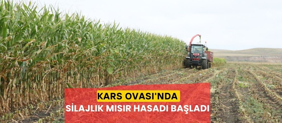 Kars Ovası'nda silajlık mısır hasadı başladı