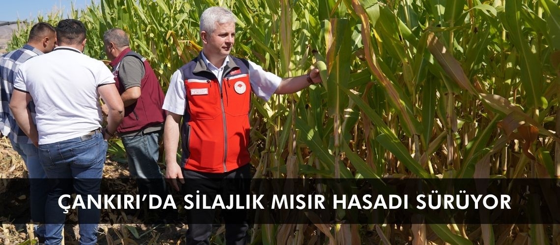 Çankırı’da silajlık mısır hasadı sürüyor