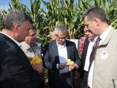 Bursa’da yeni çeşit silajlık mısırların hasadı yapıldı