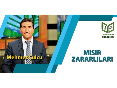MISIR ZARARLILARI