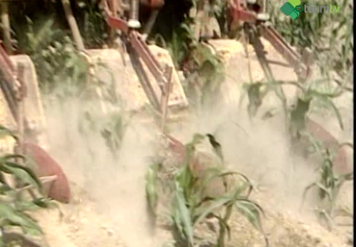 Mısırın Hasat ve Muhafazası