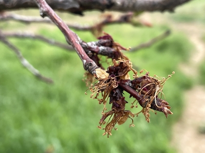 Deprem monilya hastalığına karşı mücadeleyi aksattı
