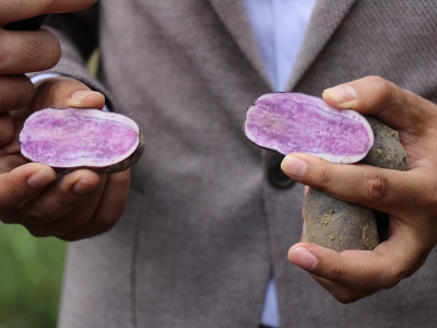 Bolu'da mor patates hasadı yapıldı