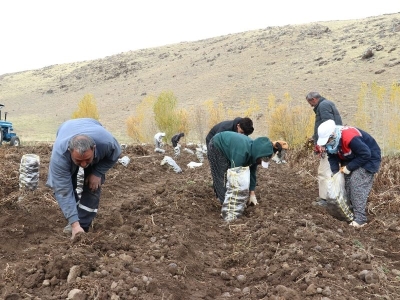 Ağrı'da mor patatesin hasadı yapılıyor