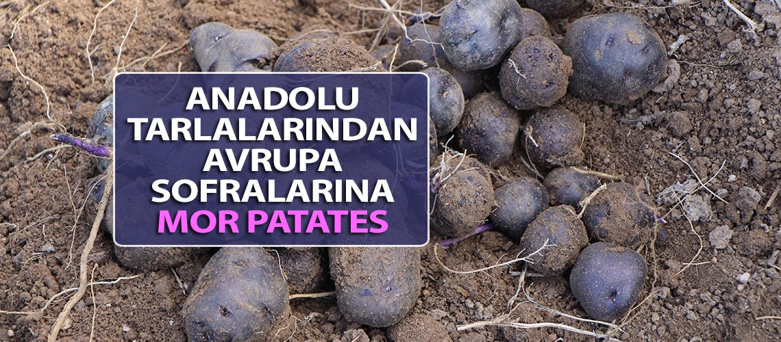 Anadolu tarlalarından Avrupa sofralarına mor patates