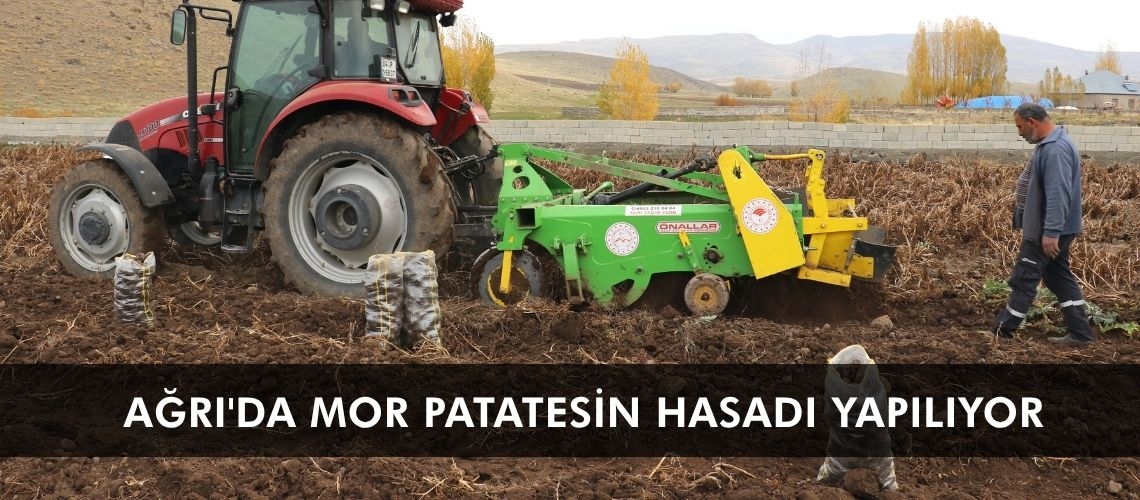Ağrı'da mor patatesin hasadı yapılıyor