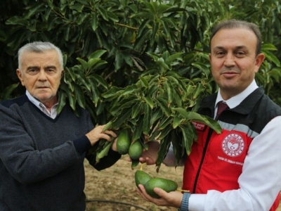 Muğla'da avokado seferberliği