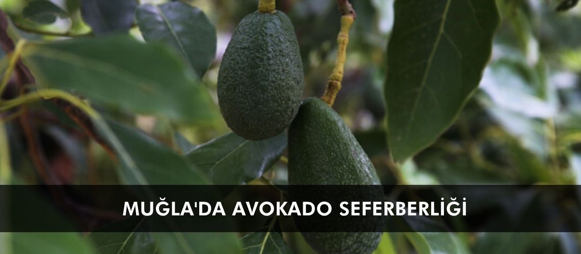 Muğla'da avokado seferberliği