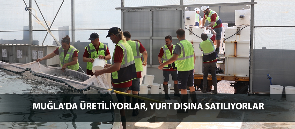 Muğla'da üretiliyorlar, yurt dışına satılıyorlar