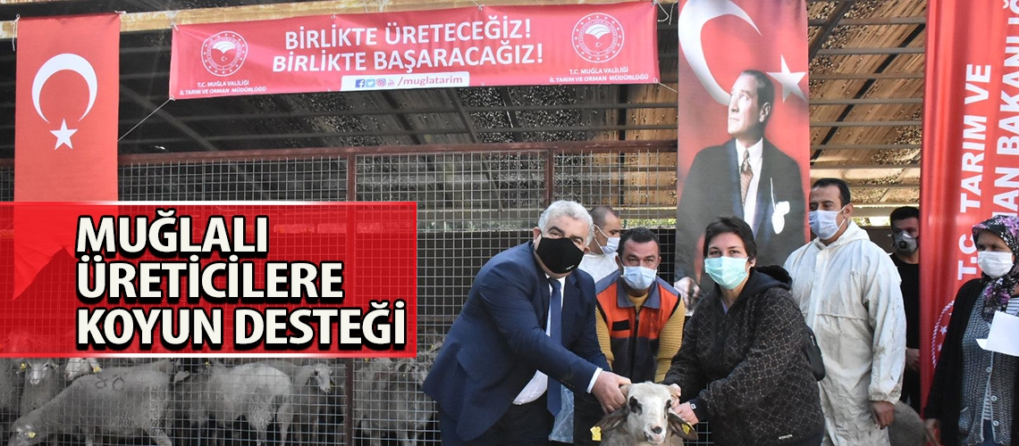 Muğlalı üreticilere koyun desteği