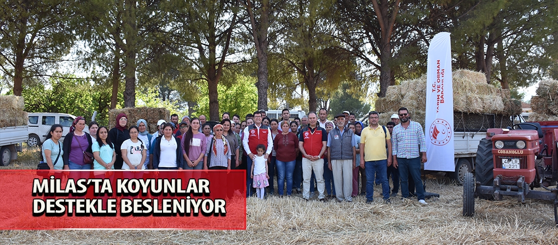 Milas’ta koyunlar destekle besleniyor