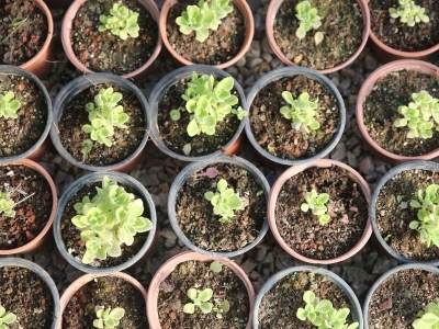 Muğla'da tıbbi ve aromatik bitkilerin üretimi genişledi