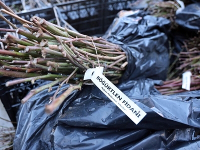 Muğla’da 50 bin adet üzümsü fidan dağıtıldı