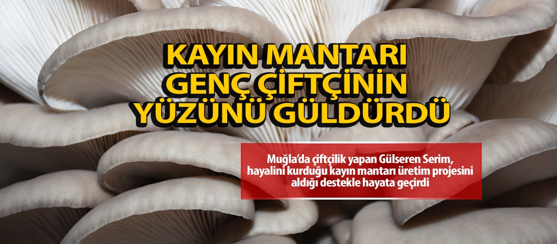 Kayın mantarı genç çiftçinin yüzünü güldürdü
