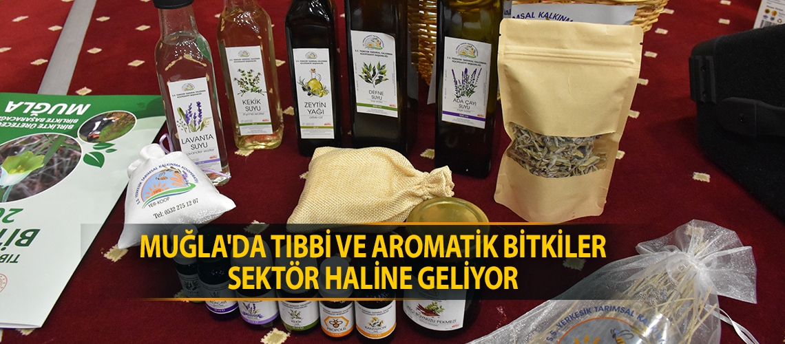 Muğla'da tıbbi ve aromatik bitkiler sektör haline geliyor