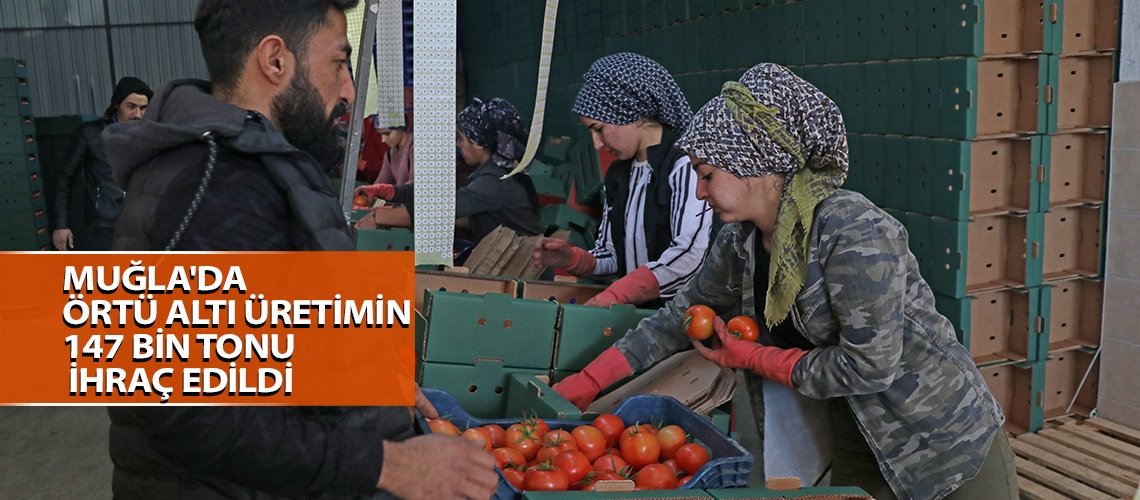 Muğla'da örtü altı üretimin 147 bin tonu ihraç edildi