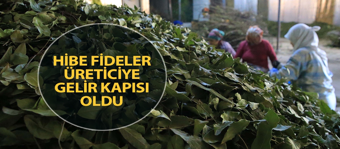 Hibe fideler üreticiye gelir kapısı oldu