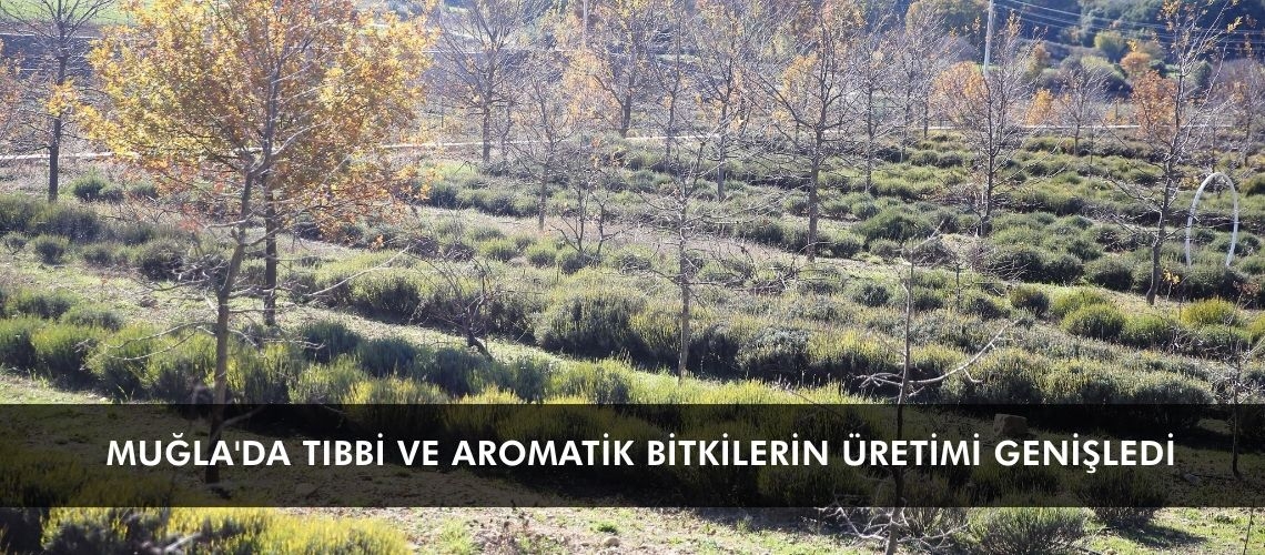 Muğla'da tıbbi ve aromatik bitkilerin üretimi genişledi