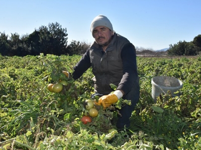 Datça’da Güz Domatesi Üreticilerin Yüzünü Güldürdü…