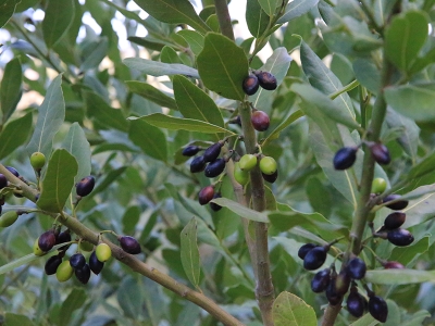 Hibe fideler üreticiye gelir kapısı oldu