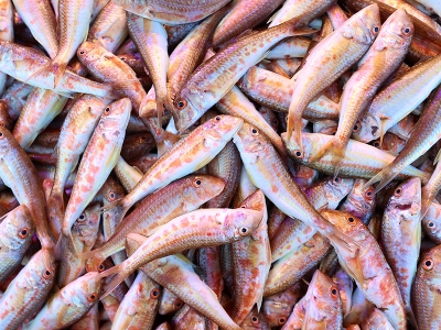 Muğla'dan 810 milyon dolarlık su ürünleri ihracatı