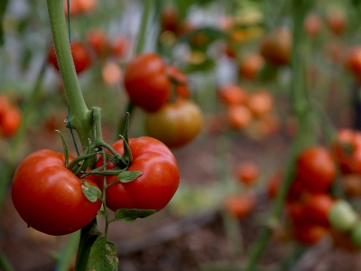 Muğla tarımsal üretimi ihracatla taçlandırıyor