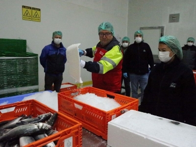 Su ürünleri üretim lideri Muğla ihracata doymuyor