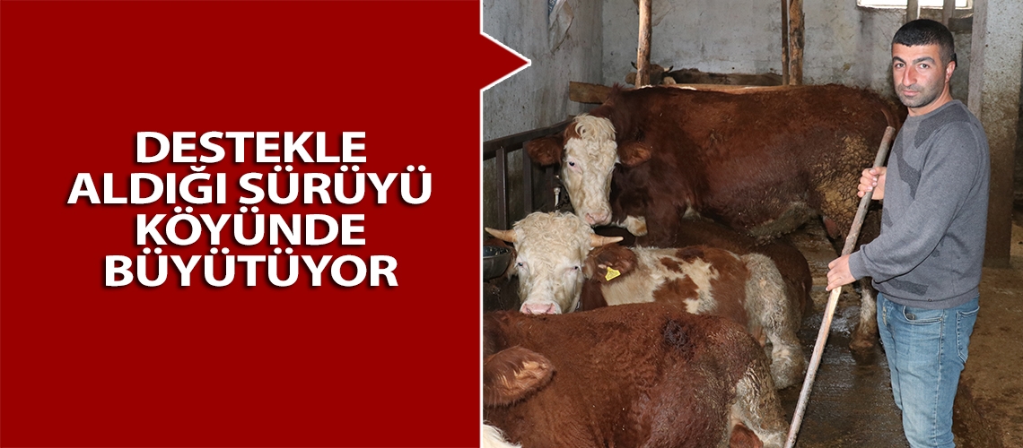 Destekle aldığı sürüyü köyünde büyütüyor