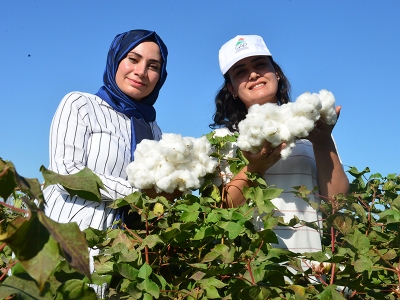 Ziraat mühendisleri pamuğa dokundu, maliyetler azaldı