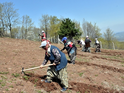 Tarıma gönül verdiler, atıl araziyi canlandırdılar