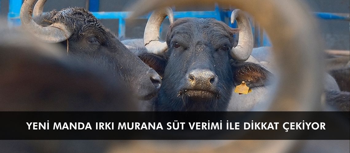 Yeni manda ırkı Murana süt verimi ile dikkat çekiyor