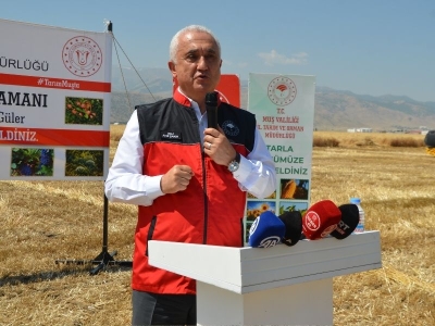 Muş'ta hububat hasadına başlandı