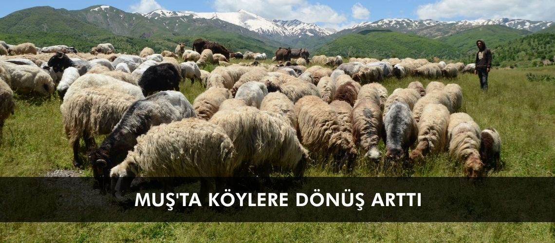 Muş'ta köylere dönüş arttı