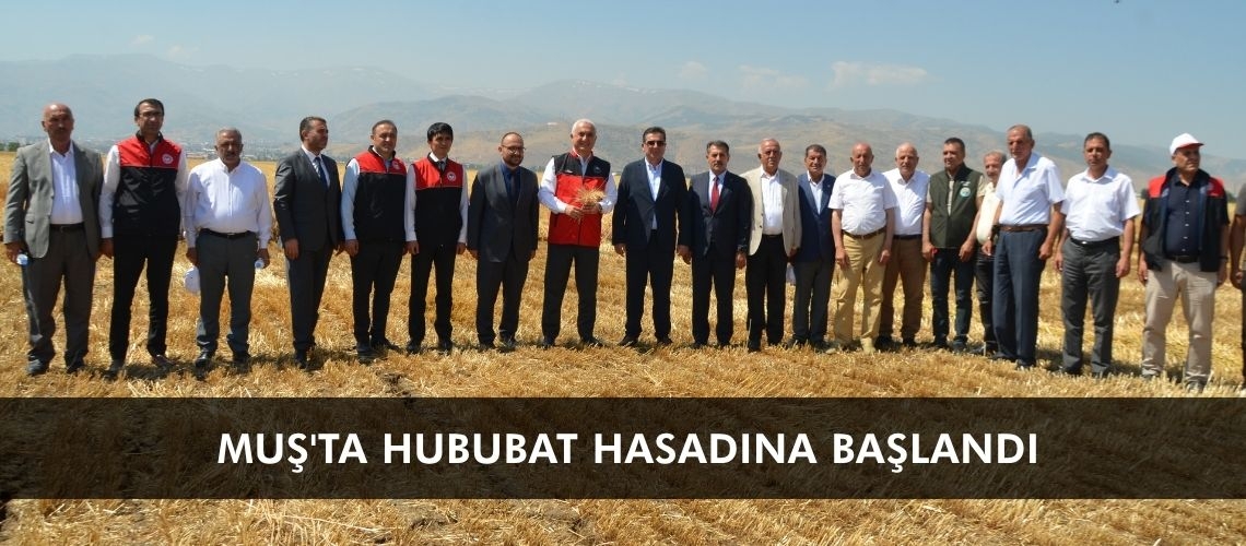 Muş'ta hububat hasadına başlandı