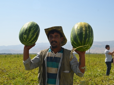 Muş karpuzdan 2 milyar TL kazanacak