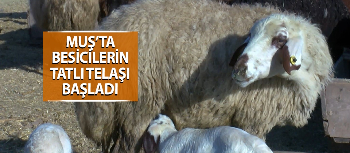 Muş’ta besicilerin tatlı telaşı başladı