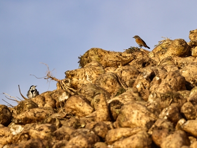 Tarladan sofraya tatlı yolculuk