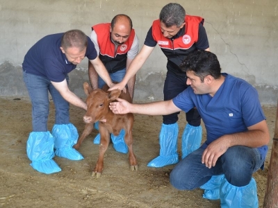 Muş'ta büyükbaş hayvan sayısı destekle artıyor