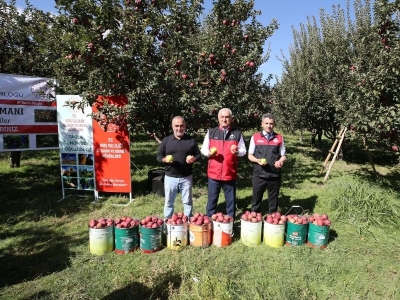 Muş'ta elma hasadından 100 milyon lira gelir bekleniyor