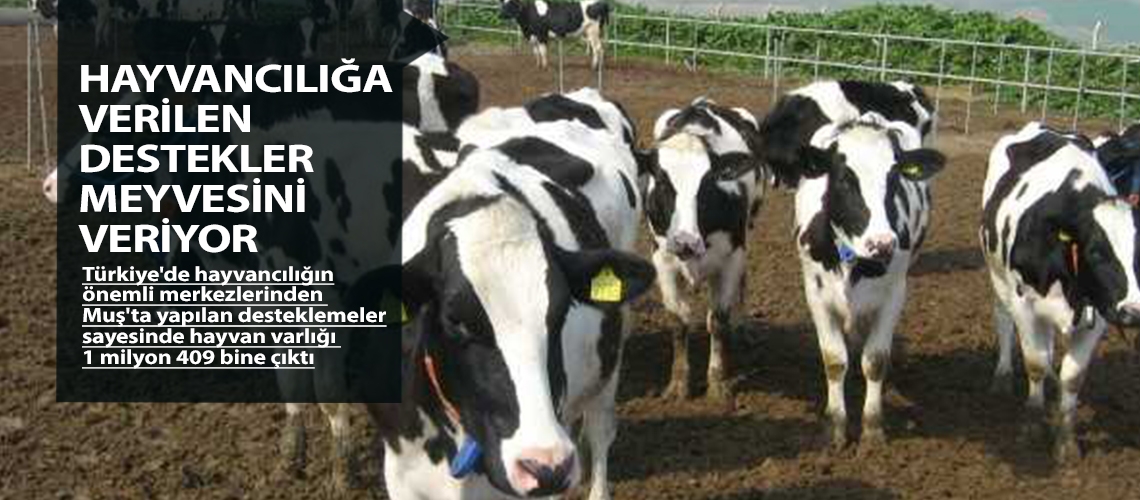 Hayvancılığa verilen destekler meyvesini veriyor