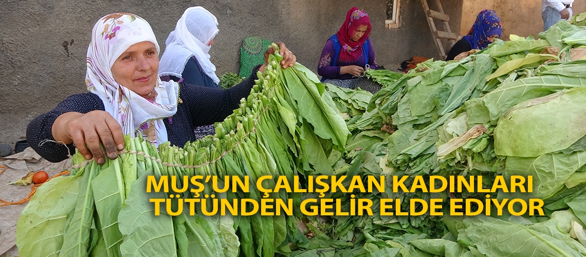 Muş’un çalışkan kadınları tütünden gelir elde ediyor