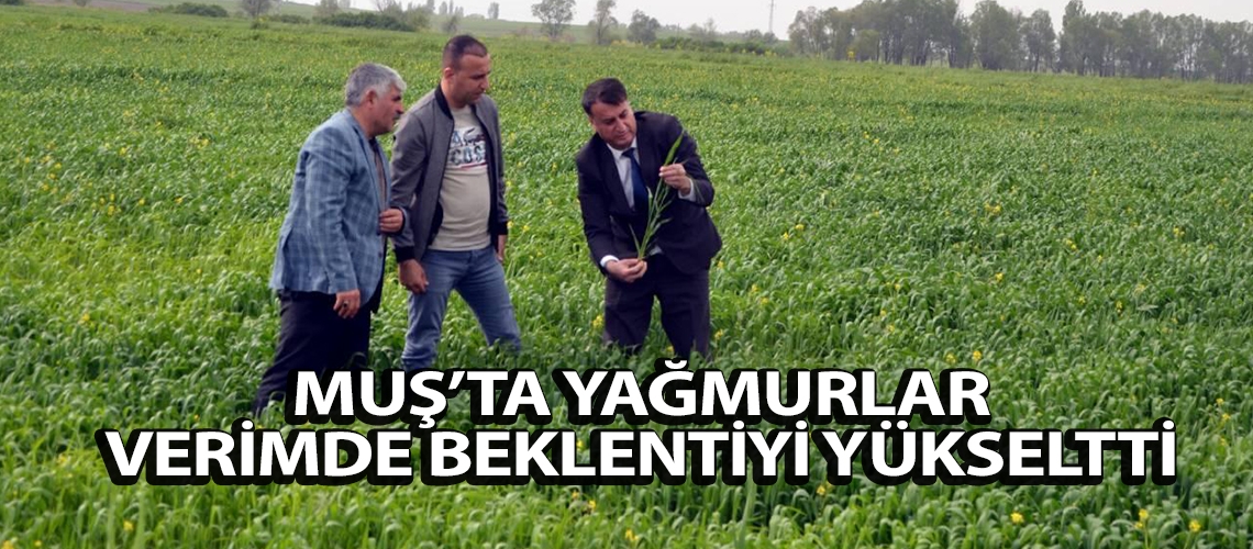 Muş’ta yağmurlar verimde beklentiyi yükseltti